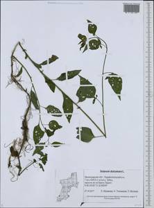 Solanum dulcamara L., Eastern Europe, North-Western region (E2) (Russia)