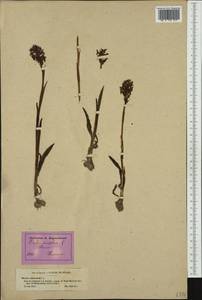 Anacamptis coriophora (L.) R.M.Bateman, Pridgeon & M.W.Chase, Western Europe (EUR) (France)
