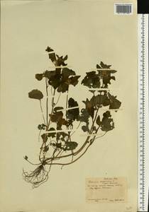 Lamium purpureum L., Eastern Europe, Central forest-and-steppe region (E6) (Russia)