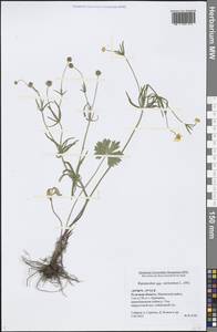 Ranunculus auricomus L., Eastern Europe, Central region (E4) (Russia)