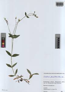 KUZ 004 499, Cerastium pauciflorum Stev. ex Ser., Siberia, Altai & Sayany Mountains (S2) (Russia)