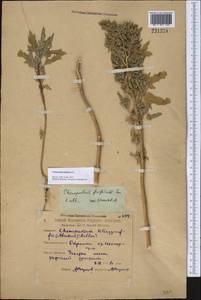 Chenopodium ficifolium Sm., Middle Asia, Northern & Central Kazakhstan (M10) (Kazakhstan)