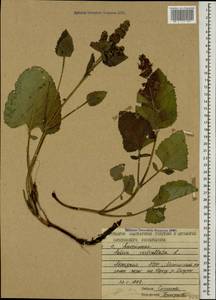 Salvia verticillata L., Caucasus, Abkhazia (K4a) (Abkhazia)