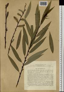 Salix kangensis Nakai, Siberia, Russian Far East (S6) (Russia)