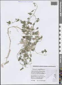 Cucumis prophetarum L., South Asia, South Asia (Asia outside ex-Soviet states and Mongolia) (ASIA) (United Arab Emirates)