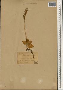 Goodyera schlechtendaliana Rchb.f., South Asia, South Asia (Asia outside ex-Soviet states and Mongolia) (ASIA) (Japan)
