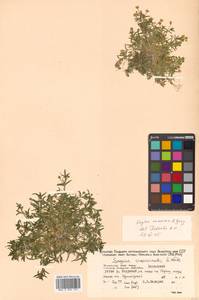 Sagina maxima subsp. crassicaulis (S. Watson) G. E. Crow, Siberia, Russian Far East (S6) (Russia)