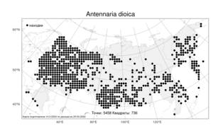 Antennaria dioica (L.) Gaertn., Atlas of the Russian Flora (FLORUS) (Russia)