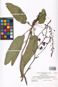 MHA 0 159 085, Verbascum phoeniceum L., Eastern Europe, Lower Volga region (E9) (Russia)