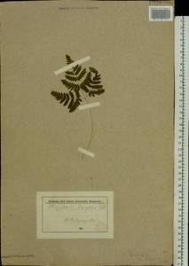 Gymnocarpium dryopteris (L.) Newm., Eastern Europe, Central forest-and-steppe region (E6) (Russia)