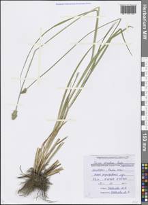 Carex otrubae Podp., Caucasus, Black Sea Shore (from Novorossiysk to Adler) (K3) (Russia)