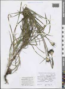 Dianthus capitatus J. St.-Hil., Caucasus, Black Sea Shore (from Novorossiysk to Adler) (K3) (Russia)
