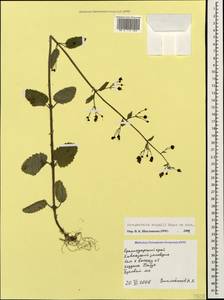 Scrophularia scopolii Hoppe, Caucasus, Krasnodar Krai & Adygea (K1a) (Russia)