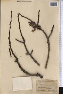 Populus tremuloides Michx., America (AMER) (United States)