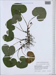 Asarum europaeum subsp. caucasicum (Duchartre) Soó, Caucasus, Black Sea Shore (from Novorossiysk to Adler) (K3) (Russia)