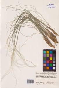 Stipa zalesskii Wilensky, Eastern Europe, Lower Volga region (E9) (Russia)