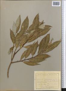 Salix, Middle Asia, Kopet Dag, Badkhyz, Small & Great Balkhan (M1) (Turkmenistan)