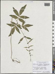 Cardamine bulbifera (L.) Crantz, Eastern Europe, Central forest-and-steppe region (E6) (Russia)