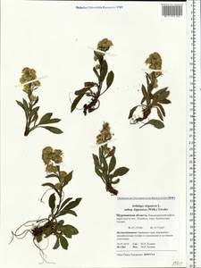 Solidago virgaurea subsp. lapponica (With.) Tzvelev, Eastern Europe, Northern region (E1) (Russia)