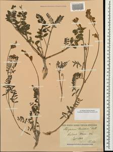 Hedysarum tauricum Pall. ex Willd., Crimea (KRYM) (Russia)