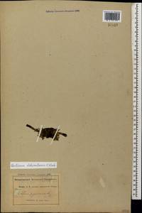 Gentiana dshimilensis K.Koch, Caucasus, Abkhazia (K4a) (Abkhazia)