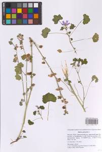 Malva sylvestris L., Eastern Europe, Moscow region (E4a) (Russia)