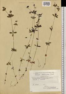 Galium dahuricum Turcz. ex Ledeb., Siberia, Chukotka & Kamchatka (S7) (Russia)