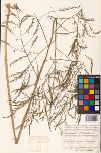 Asparagus officinalis L., Eastern Europe, Lower Volga region (E9) (Russia)