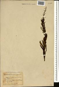 Chamaenerion angustifolium (L.) Scop., Caucasus, Abkhazia (K4a) (Abkhazia)