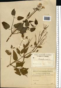 Clematis recta L., Eastern Europe, Central region (E4) (Russia)