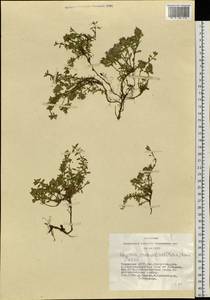 Thymus mongolicus (Ronniger) Ronniger, Siberia, Altai & Sayany Mountains (S2) (Russia)