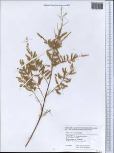 Tamarix ramosissima Ledeb., Middle Asia, Pamir & Pamiro-Alai (M2) (Uzbekistan)