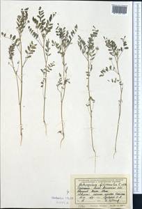 Astragalus filicaulis Kar. & Kir., Middle Asia, Northern & Central Tian Shan (M4) (Kazakhstan)
