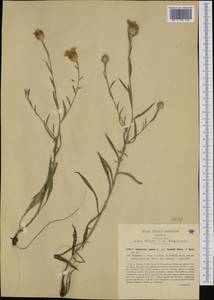 Centaurea jacea subsp. gaudinii (Boiss. & Reut.) Gremli, Western Europe (EUR) (Italy)