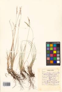 Festuca auriculata Drobow, Siberia, Russian Far East (S6) (Russia)