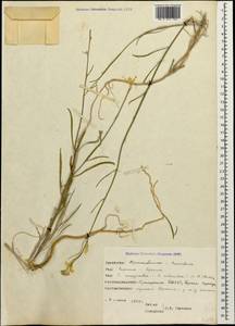 Erysimum siliculosum (M. Bieb.) DC., Caucasus, Dagestan (K2) (Russia)