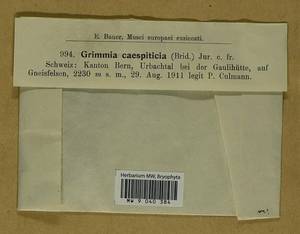Grimmia caespiticia (Brid.) Jur., Bryophytes, Bryophytes - Western Europe (BEu) (Switzerland)
