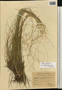 Stipa pennata L., Eastern Europe, North Ukrainian region (E11) (Ukraine)