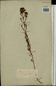 Hypericum elegans Steph. ex Willd., Eastern Europe, South Ukrainian region (E12) (Ukraine)