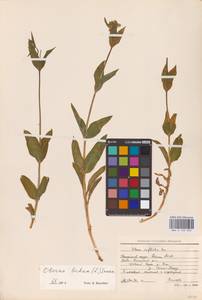 Silene vulgaris (Moench) Garcke, Eastern Europe, Northern region (E1) (Russia)