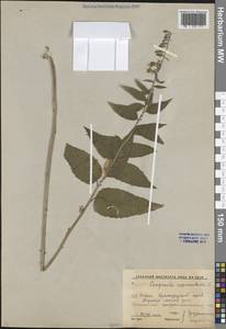 Campanula rapunculoides L., Caucasus, Krasnodar Krai & Adygea (K1a) (Russia)