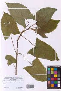 Salvia glutinosa L., Eastern Europe, Moscow region (E4a) (Russia)