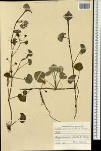 Caltha natans Pall., Mongolia (MONG) (Mongolia)