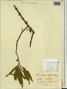 Agelanthus dodoneifolius (DC.) R.M. Polhill & D. Wiens, Africa (AFR) (Mali)