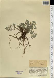 Odontarrhena obovata C.A.Mey., Siberia, Baikal & Transbaikal region (S4) (Russia)