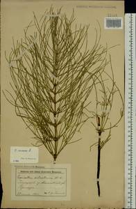 Equisetum arvense L., Eastern Europe, Belarus (E3a) (Belarus)