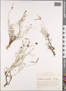 Astragalus stenoceras C.A. Mey., Siberia, Altai & Sayany Mountains (S2) (Russia)