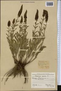 Veronica spicata L., Middle Asia, Caspian Ustyurt & Northern Aralia (M8) (Kazakhstan)