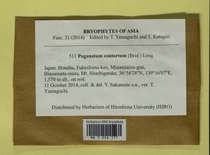 Pogonatum contortum (Menzies ex Brid.) Lesq., Bryophytes, Bryophytes - Asia (outside ex-Soviet states) (BAs) (Japan)