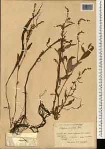 Persicaria lapathifolia subsp. lapathifolia, South Asia, South Asia (Asia outside ex-Soviet states and Mongolia) (ASIA) (China)